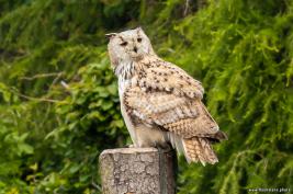 Wild Freizeitpark Willingen 10.06.2020