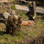 ZOOM-Erlebniswelt_004