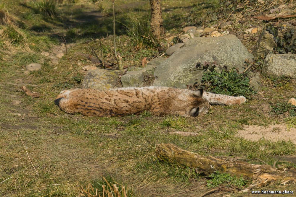 ZOOM-Erlebniswelt_005