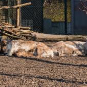 ZOOM-Erlebniswelt_022