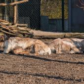 ZOOM-Erlebniswelt_023